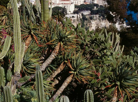 Monaco jardin exotique rocher cactus vue