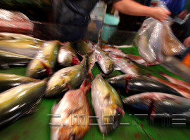 Tsukiji shijo • Fish Market - Tokyo - Japan