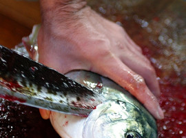 Tsukiji shijo • Fish Market - Tokyo - Japan