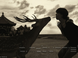Nara daim cerf shika deer shika sembe soir contre-jour